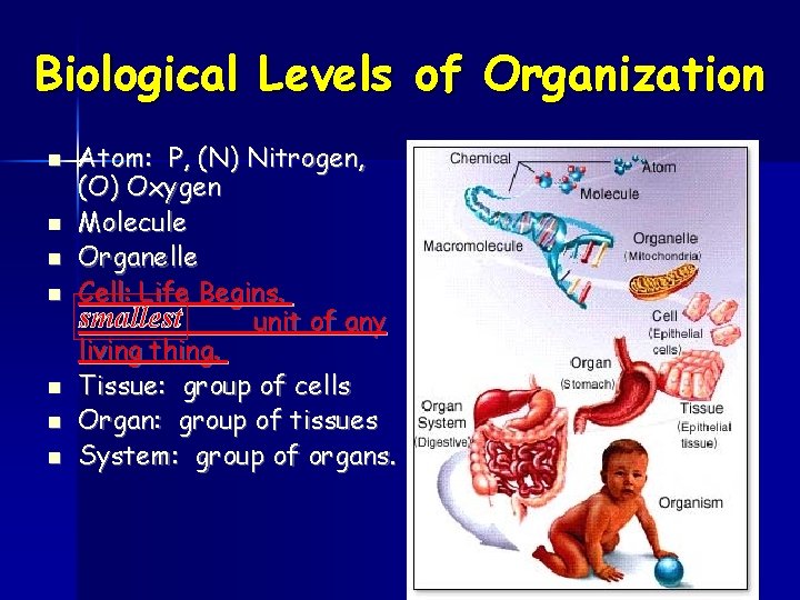 Biological Levels of Organization n n n Atom: P, (N) Nitrogen, (O) Oxygen Molecule