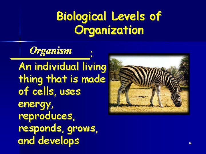 Biological Levels of Organization Organism ______ : An individual living that is made of