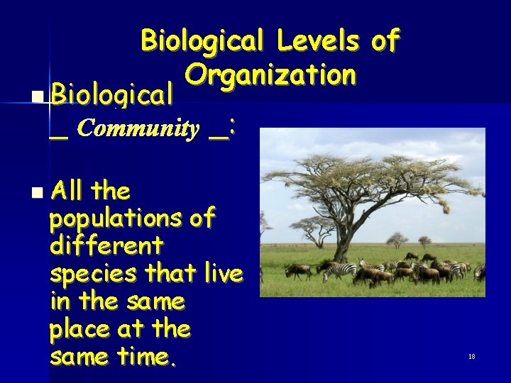 Biological Levels of Organization n Biological _____: Community n All the populations of different