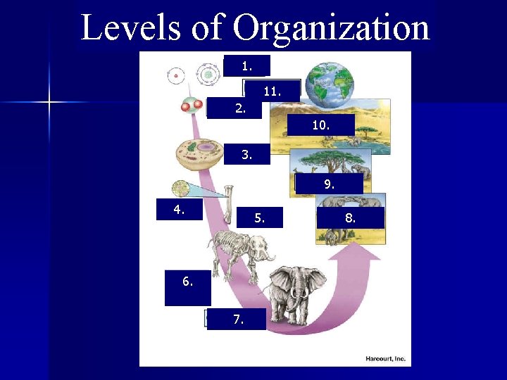Levels of Organization 1. 11. 2. 10. 3. 9. 4. 5. 6. 7. 8.