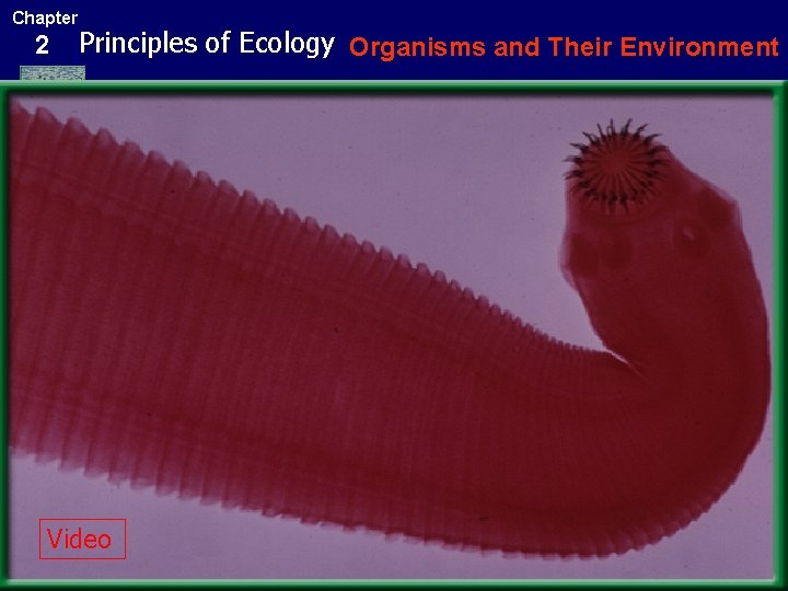 Chapter 2 Principles of Ecology Organisms and Their Environment Three types of Symbiosis Parasitism: