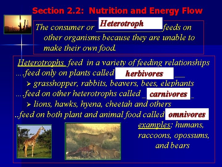 Section 2. 2: Nutrition and Energy Flow Heterotroph The consumer or ________ feeds on