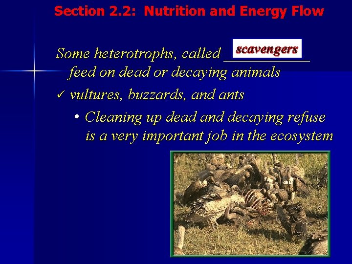 Section 2. 2: Nutrition and Energy Flow scavengers Some heterotrophs, called ______ feed on