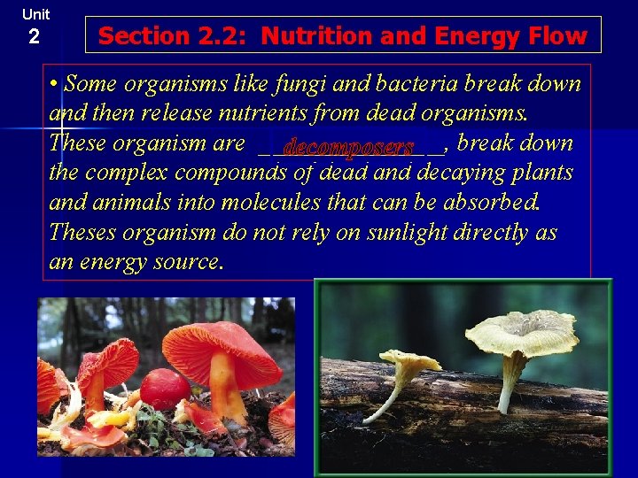 Unit 2 Section 2. 2: Nutrition and Energy Flow • Some organisms like fungi