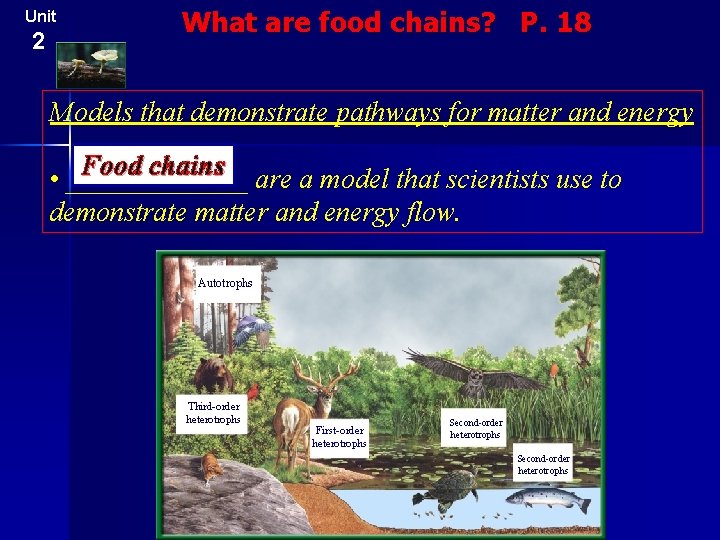 Unit 2 What are food chains? P. 18 Models that demonstrate pathways for matter