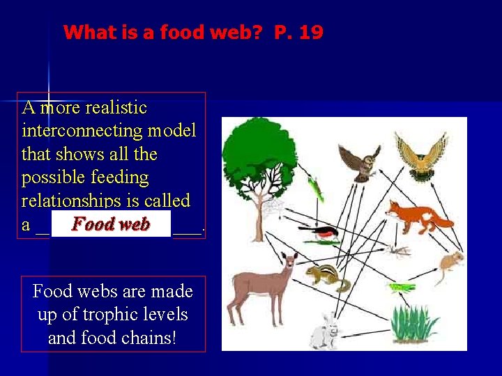 What is a food web? P. 19 A more realistic interconnecting model that shows