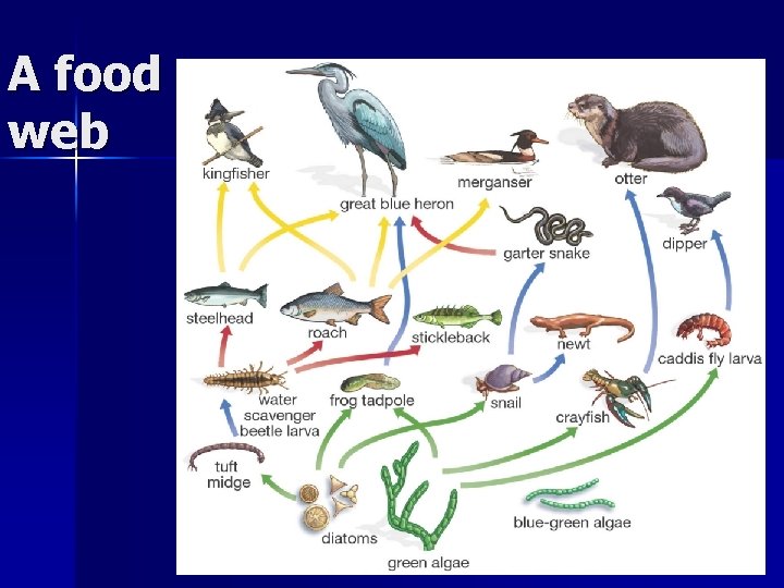 A food web 