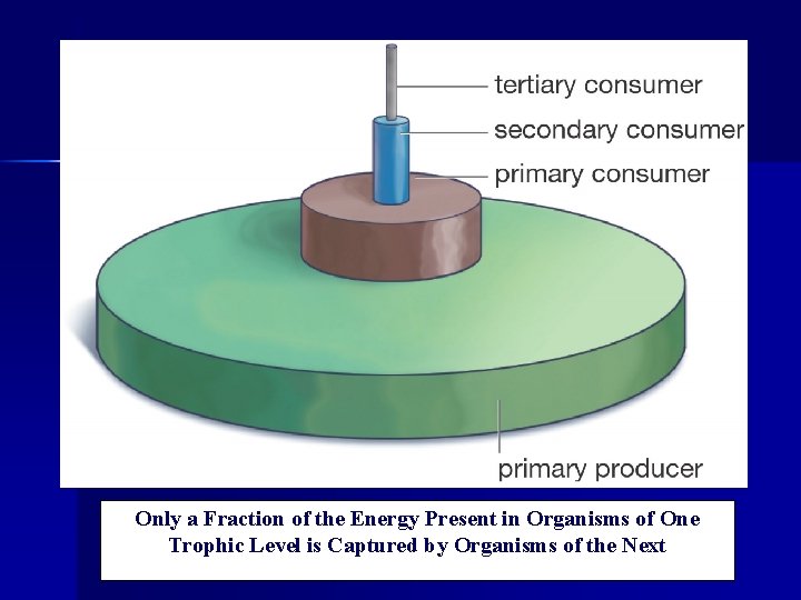 Only a Fraction of the Energy Present in Organisms of One Trophic Level is