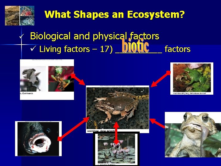 What Shapes an Ecosystem? ü Biological and physical factors ü Living factors – 17)