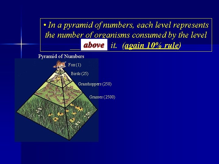  • In a pyramid of numbers, each level represents the number of organisms