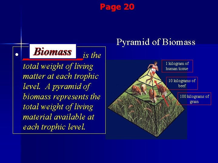 Page 20 Biomass is the • ______ total weight of living matter at each