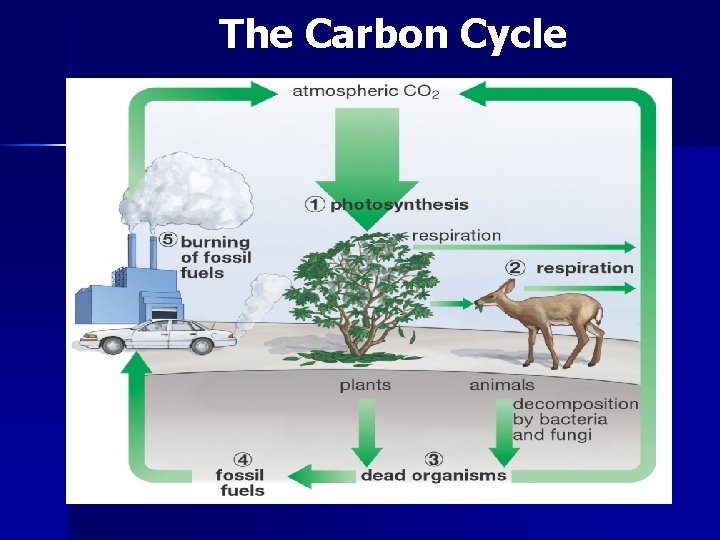 The Carbon Cycle 