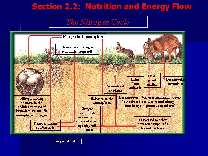 Section 2. 2: Nutrition and Energy Flow The Nitrogen Cycle Nitrogen in the atmosphere