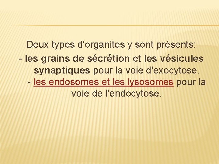 Deux types d'organites y sont présents: - les grains de sécrétion et les vésicules