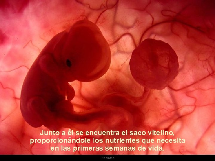 Junto a él se encuentra el saco vitelino, proporcionándole los nutrientes que necesita en