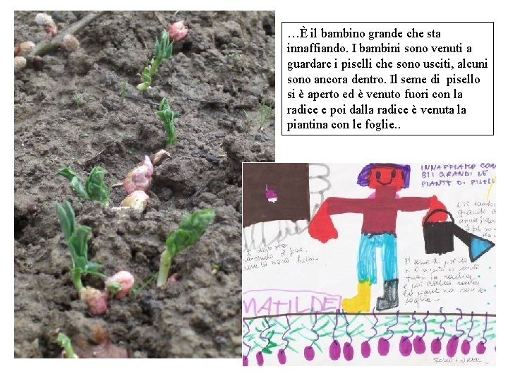 …È il bambino grande che sta innaffiando. I bambini sono venuti a guardare i