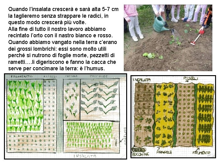 Quando l’insalata crescerà e sarà alta 5 -7 cm la taglieremo senza strappare le