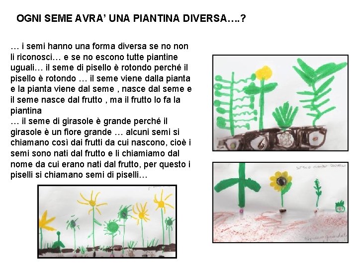 OGNI SEME AVRA’ UNA PIANTINA DIVERSA…. ? … i semi hanno una forma diversa