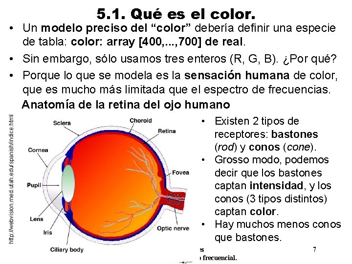 5. 1. Qué es el color. http: //webvision. med. utah. edu/spanish/indice. html • Un