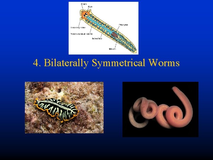 4. Bilaterally Symmetrical Worms 