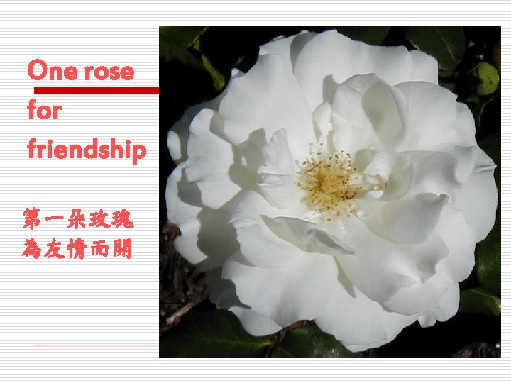 One rose for friendship 第一朵玫瑰 為友情而開 