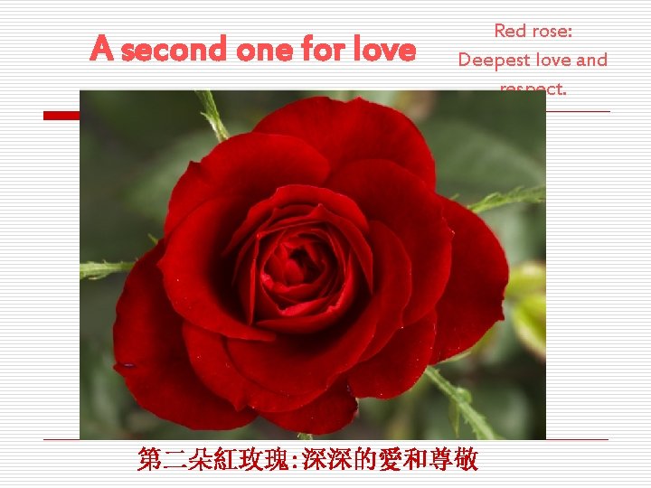 A second one for love Red rose: Deepest love and respect. 第二朵紅玫瑰: 深深的愛和尊敬 