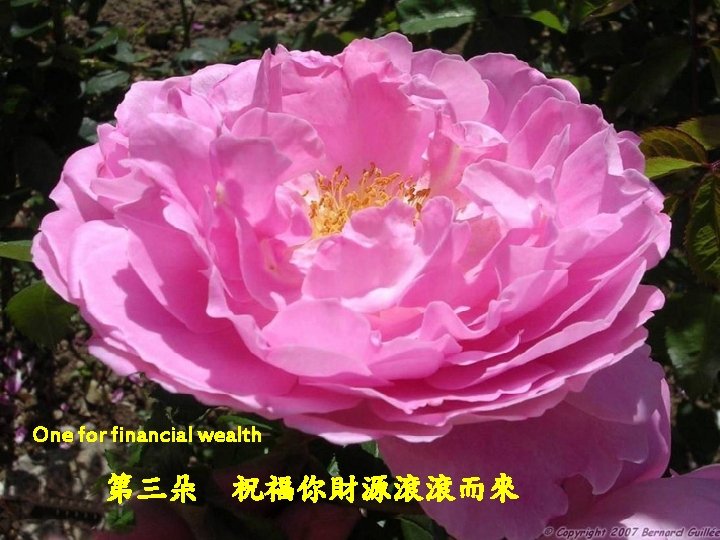 One for financial wealth 第三朵 祝福你財源滾滾而來 