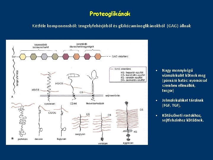 Proteoglikánok Kétféle komponensből: tengelyfehérjéből és glükózaminoglikánokból (GAG) állnak • Nagy mennyiségű vízmolekulát kötnek meg