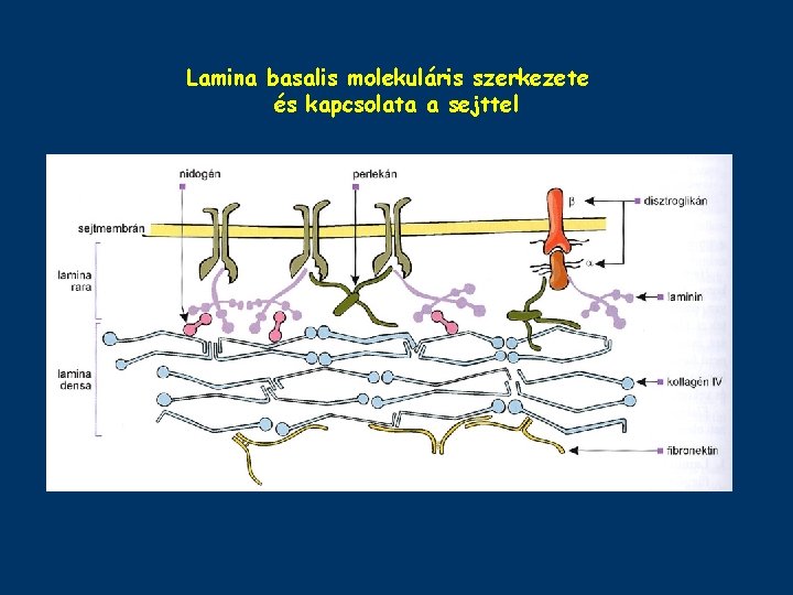 Lamina basalis molekuláris szerkezete és kapcsolata a sejttel 