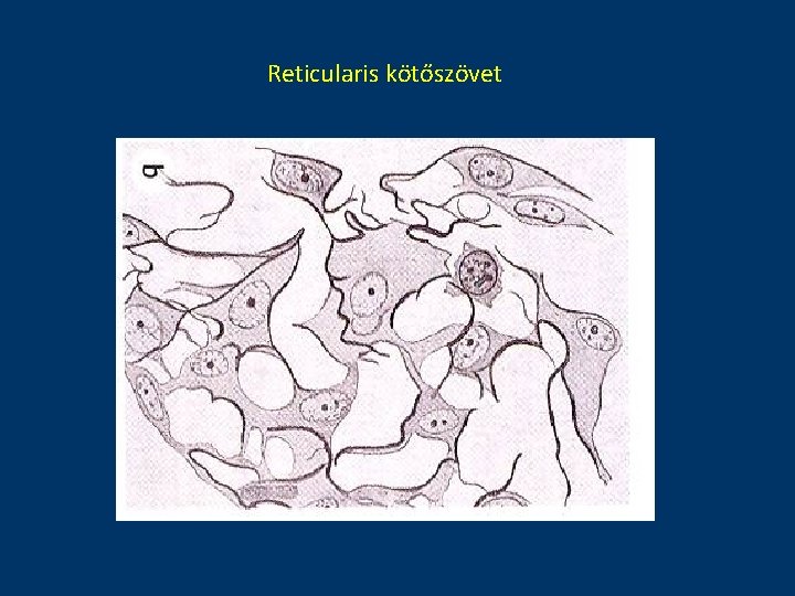 Reticularis kötőszövet 