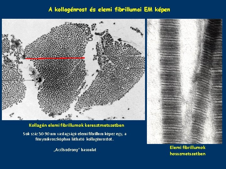 A kollagénrost és elemi fibrillumai EM képen Kollagén elemi fibrillumok keresztmetszetben Sok száz 50
