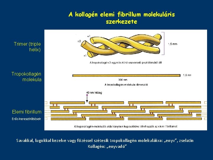 A kollagén elemi fibrillum molekuláris szerkezete Trimer (triple helix) Tropokollagén molekula Elemi fibrillum Erős