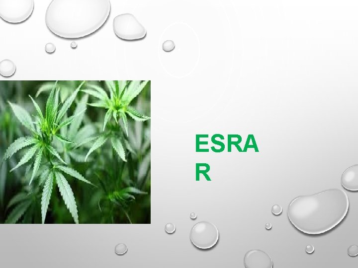 ESRA R ESRA R