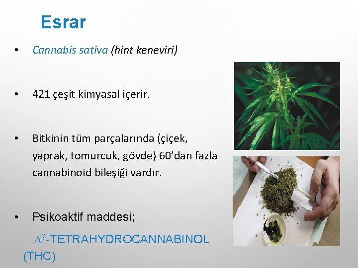 Esrar • Cannabis sativa (hint keneviri) • 421 çeşit kimyasal içerir. • Bitkinin tüm Esrar • Cannabis sativa (hint keneviri) • 421 çeşit kimyasal içerir. • Bitkinin tüm