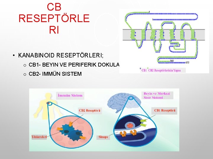 CB RESEPTÖRLE RI • KANABINOID RESEPTÖRLERI; o CB 1 - BEYIN VE PERIFERIK DOKULARDA CB RESEPTÖRLE RI • KANABINOID RESEPTÖRLERI; o CB 1 - BEYIN VE PERIFERIK DOKULARDA