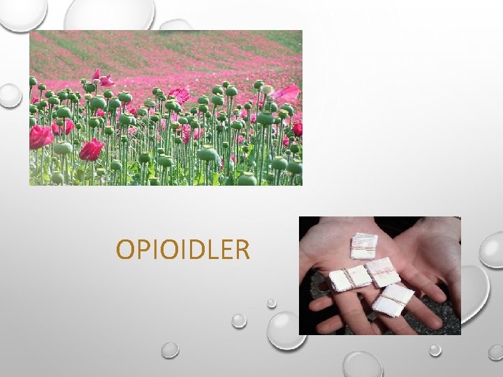 OPIOIDLER OPIOIDLER