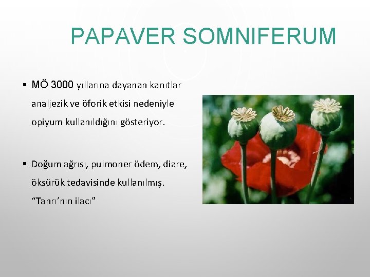 PAPAVER SOMNIFERUM § MÖ 3000 yıllarına dayanan kanıtlar analjezik ve öforik etkisi nedeniyle opiyum PAPAVER SOMNIFERUM § MÖ 3000 yıllarına dayanan kanıtlar analjezik ve öforik etkisi nedeniyle opiyum