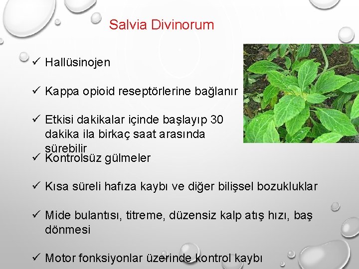 Salvia Divinorum ü Hallüsinojen ü Kappa opioid reseptörlerine bağlanır ü Etkisi dakikalar içinde başlayıp Salvia Divinorum ü Hallüsinojen ü Kappa opioid reseptörlerine bağlanır ü Etkisi dakikalar içinde başlayıp
