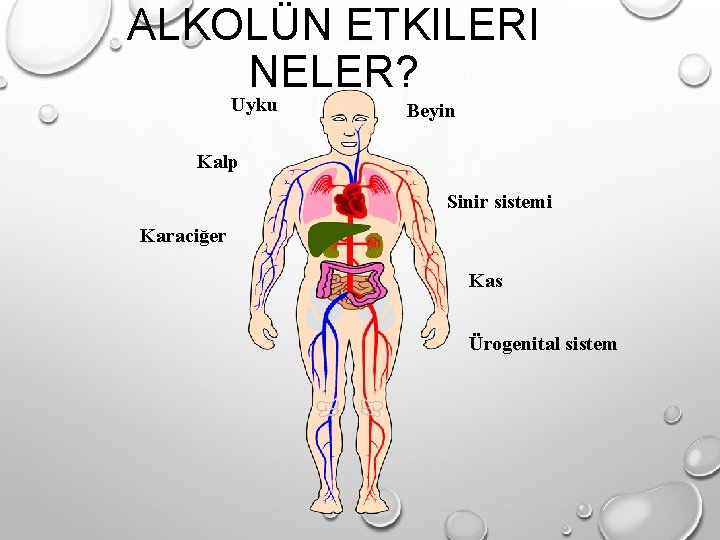 ALKOLÜN ETKILERI NELER? Uyku Beyin Kalp Sinir sistemi Karaciğer Kas Ürogenital sistem ALKOLÜN ETKILERI NELER? Uyku Beyin Kalp Sinir sistemi Karaciğer Kas Ürogenital sistem