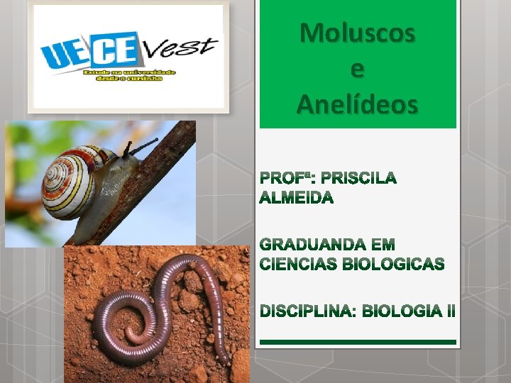 Moluscos e Anelídeos 