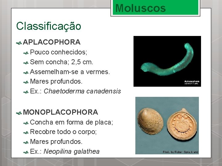 Moluscos Classificação APLACOPHORA Pouco conhecidos; Sem concha; 2, 5 cm. Assemelham-se a vermes. Mares