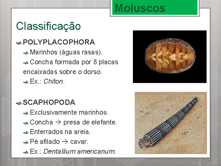 Moluscos Classificação POLYPLACOPHORA Marinhos (águas rasas). Concha formada por 8 placas encaixadas sobre o