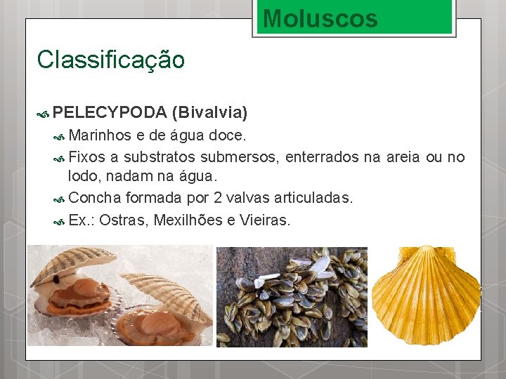 Moluscos Classificação PELECYPODA Marinhos (Bivalvia) e de água doce. Fixos a substratos submersos, enterrados