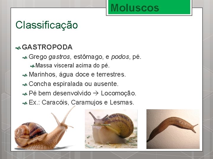 Moluscos Classificação GASTROPODA Grego gastros, estômago, e podos, pé. Massa visceral acima do pé.