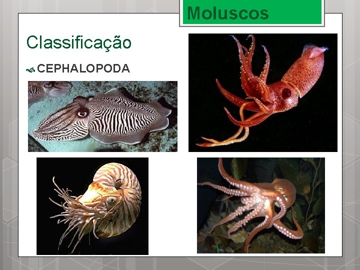 Moluscos Classificação CEPHALOPODA 