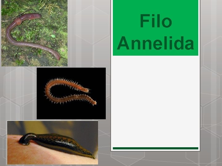 Filo Annelida 