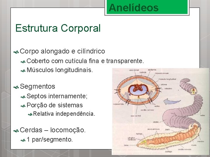 Anelídeos Estrutura Corporal Corpo alongado e cilíndrico Coberto com cutícula fina e transparente. Músculos