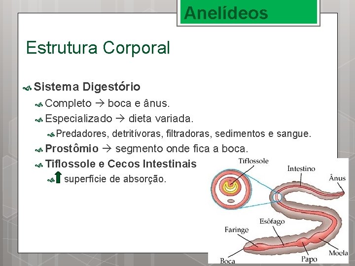 Anelídeos Estrutura Corporal Sistema Digestório Completo boca e ânus. Especializado dieta variada. Predadores, detritívoras,