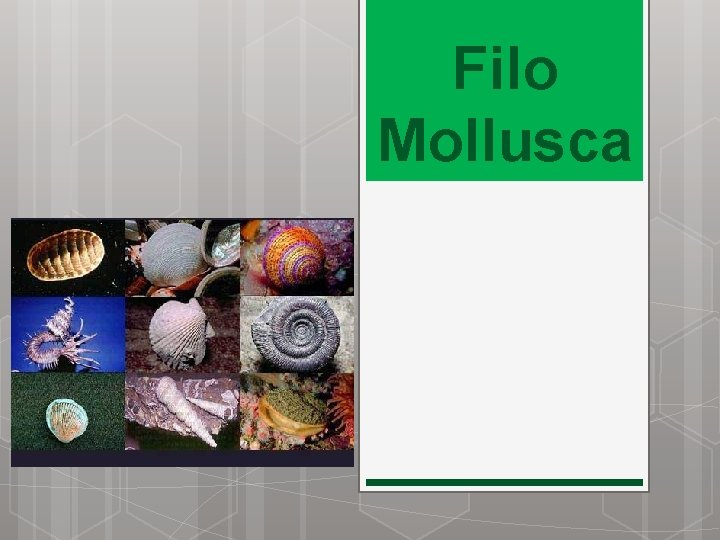 Filo Mollusca 