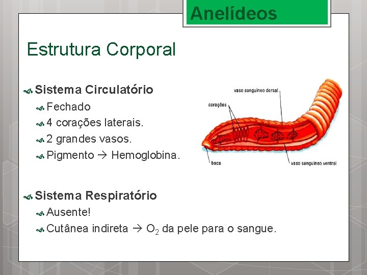 Anelídeos Estrutura Corporal Sistema Circulatório Fechado 4 corações laterais. 2 grandes vasos. Pigmento Hemoglobina.